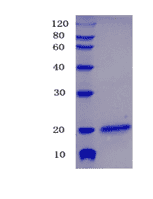 Human CHRNA7 Rec.Protein - Click Image to Close